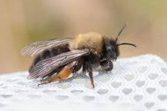 Andrena clarkella