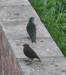Sturnus vulgaris