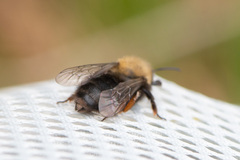 Andrena clarkella
