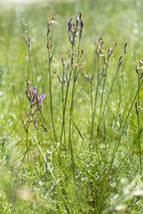 Astragalus macropus