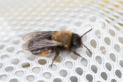 Andrena clarkella