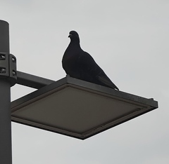 Columba livia domestica