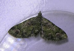 Pasiphila semochlora