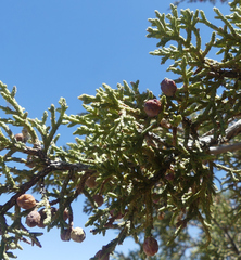Juniperus coahuilensis