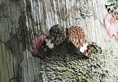 Ectima thecla