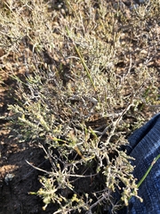 Agathosma latipetala