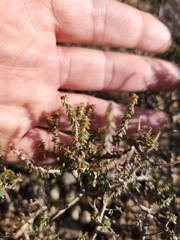 Agathosma latipetala