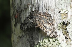 Hamadryas epinome