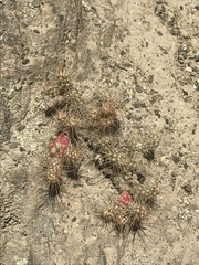 Austrocylindropuntia shaferi