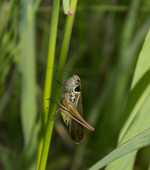 Roeseliana roeselii roeselii