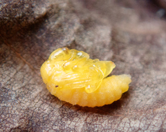 Strigapoderus javanicus