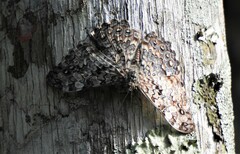 Hamadryas epinome