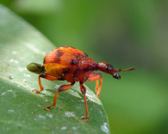 Strigapoderus javanicus