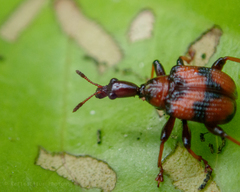 Strigapoderus javanicus