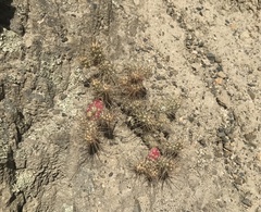 Austrocylindropuntia shaferi