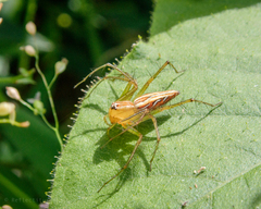 Oxyopes