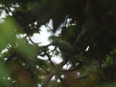 Amazona autumnalis salvini