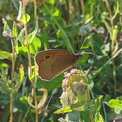 Maniola jurtina