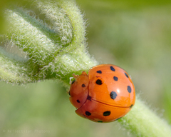 Coccinellidae