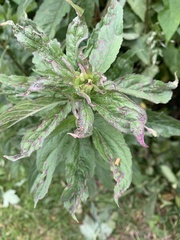 Eupatorium cannabinum