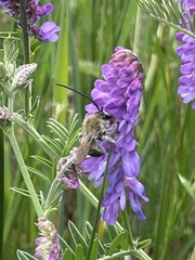 Eucera longicornis