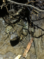 Leptodactylus wagneri