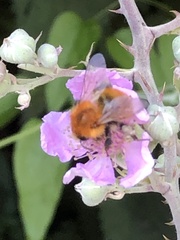 Bombus