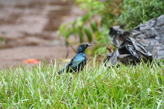 Lamprotornis purpuroptera