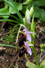 Ophrys lunulata
