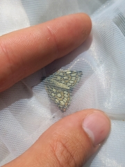 Heteropterus morpheus