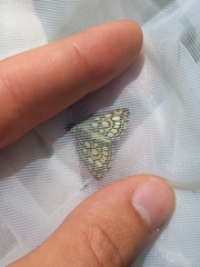 Heteropterus morpheus