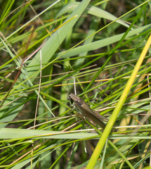 Roeseliana roeselii roeselii