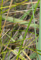Roeseliana roeselii roeselii