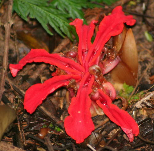 Etlingera araneosa