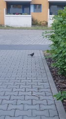 Turdus merula