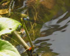 Pseudagrion