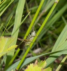 Roeseliana roeselii roeselii