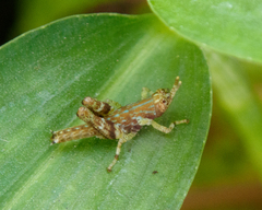 Acrididae