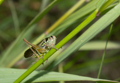 Roeseliana roeselii roeselii