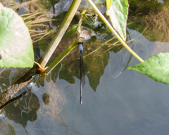 Pseudagrion