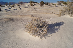 Xanthisma restiforme