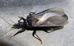 Triatoma protracta