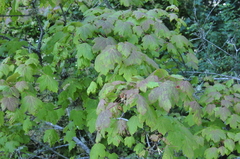 Acer glabrum douglasii