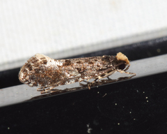 Monopis marginistrigella