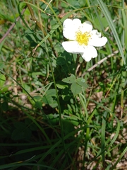Rosa arvensis