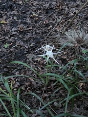 Hymenocallis palmeri