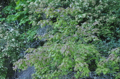 Acer glabrum douglasii