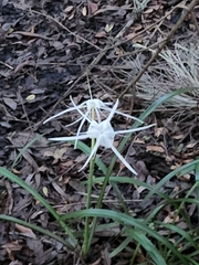 Hymenocallis palmeri