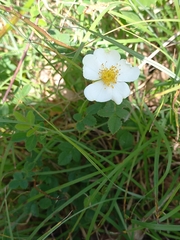 Rosa arvensis