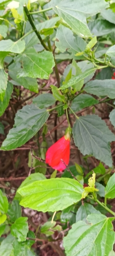 Malvaviscus penduliflorus